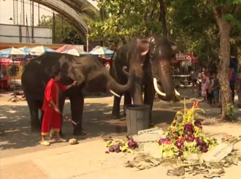 Djur, Bangkok, Zoo, Sött